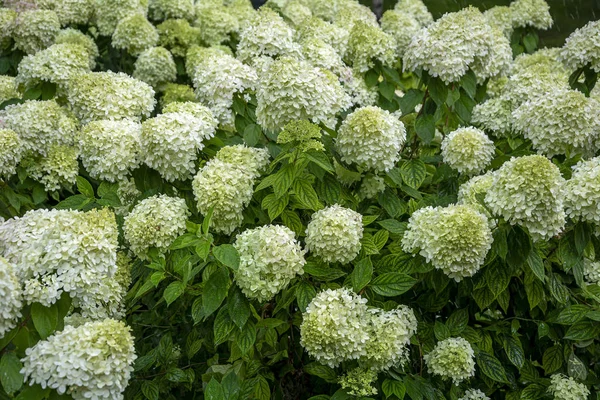 Çiçekli çalılar Ortanca paniculata
