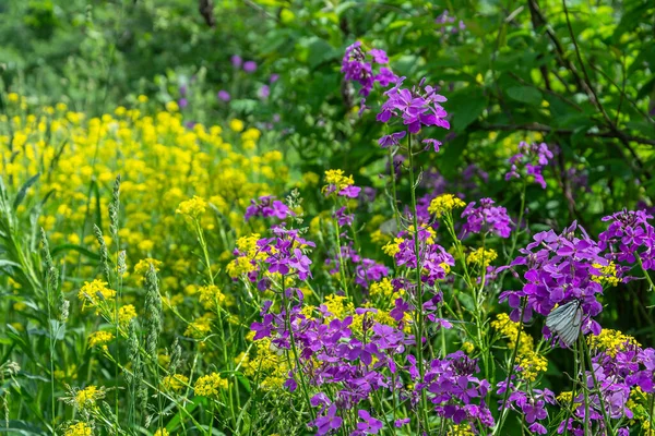 ケメロヴォ州ストレリナ川のほとりに牧草地を開花 — ストック写真