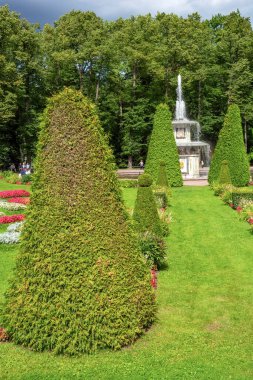 Peterhof, Rusya-15 Ağustos 2019: Roma çeşmesinin önündeki çiçek parkuru Aşağı Park, Peterhof, Saint Petersburg, Russi