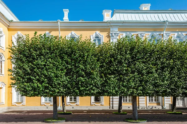 2019年8月15日 俄罗斯彼得霍夫 位于俄罗斯圣彼得堡大殿南侧立面的林登林荫林立大道 — 图库照片