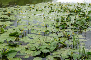Nuphar 'ın çalılıkları, Nuphar, yazın başında bir gölette.