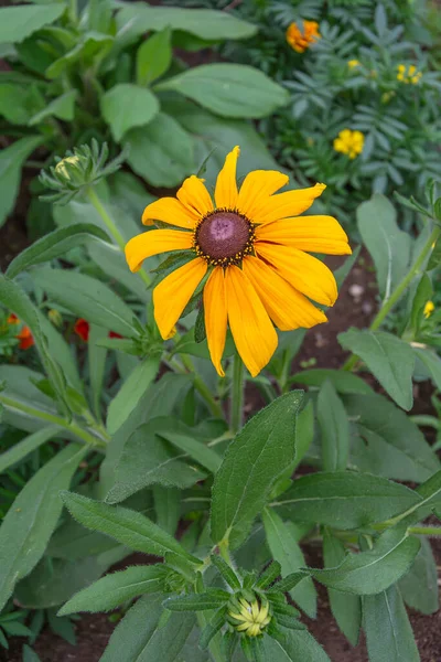 Mooie Verse Bloem Van Echinacea Zomertuin — Stockfoto