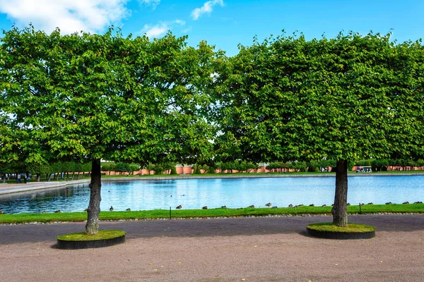 Peterhof Rusya Ağustos 2019 Marly Göleti Peterhof Saint Petersburg Rusya — Stok fotoğraf