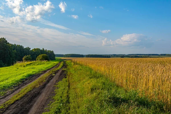 一条泥泞的路沿着成熟的麦田 是一个美丽的夏日 — 图库照片