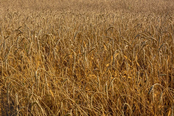 Feld Mit Reifem Weizen Frühherbst — Stockfoto