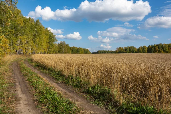 乡间小路沿着成熟的麦田 是一个美丽的秋日 — 图库照片