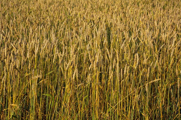 Gebied Van Rijpe Tarwe Het Midden Van Zomer — Stockfoto