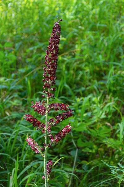 ブラック ヘレボア ベラトゥム 植物の開花部分 — ストック写真