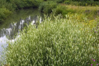 Çiçek açan donnik beyaz çalısı, Melilotus albusu, yaz, Sibirya, Kuzbas
