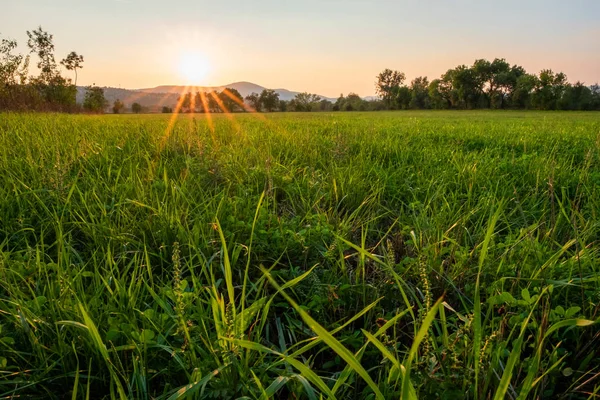 Reisfeldanbau Bei Sonnenaufgang — Stockfoto