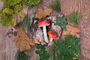 Orman mantar tahta masada, üstten görünüm