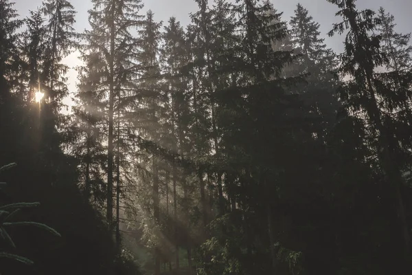 神秘的迷雾森林 — 图库照片