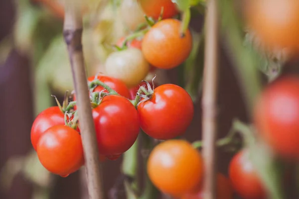 Čerstvé zahradní rajče — Stock fotografie