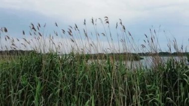 Nehirde sazlıklar. Nehrin kıyısındaki sazlıklar tarafından yapılan İHA uçuşunu kapatın. Kiev, Ukrayna