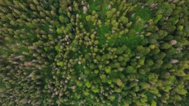 Dağ manzaralı bir orman. Karışık orman, yeşil kozalaklı ağaçlar, sarı yapraklı yaprak döken yapraklar..