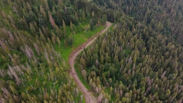 Vista Aérea Drone Voo Sobre Floresta Pinheiro Estrada País Luz — Vídeo de Stock