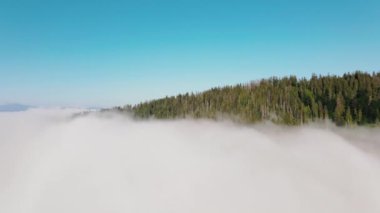 Dağ ormanlarının hava görüntüleri. İnsansız hava aracı dağların üzerinden uçuyor. Dağ manzarası. Karpatlar, Ukrayna