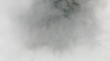 Dağ ormanlarının hava görüntüleri. İnsansız hava aracı dağların üzerinden uçuyor. Dağ manzarası. Karpatlar, Ukrayna