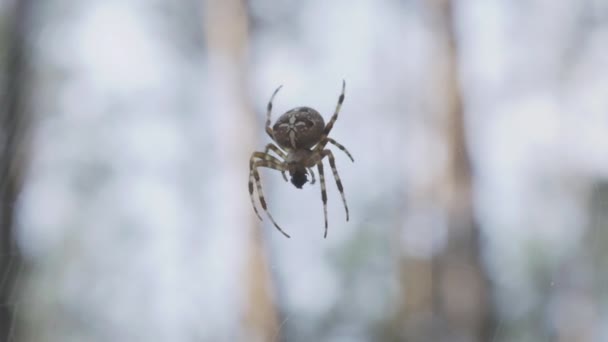 Pavouk Létě Pavučině Mezi Stromy Lese — Stock video