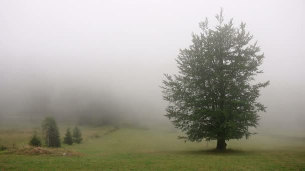 Δέντρο Στην Ύπαιθρο Της Ομίχλης — Αρχείο Βίντεο