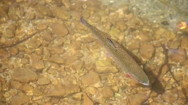 Forelle Schwimmt Gebirgsbach Aus Nächster Nähe — Stockvideo