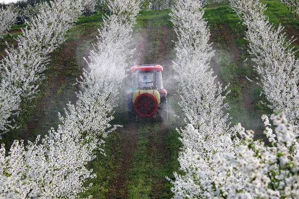 Insekticid Spreje Traktor Zemědělství Višňový Sad — Stock fotografie