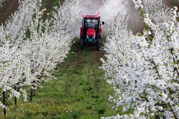 Insekticid Spreje Traktor Zemědělství Ovocnářství — Stock fotografie