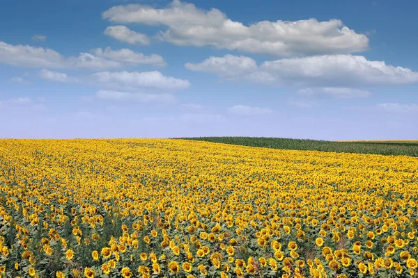 สนามดอกทานตะว นสดใสฤด อนเกษตร — ภาพถ่ายสต็อก