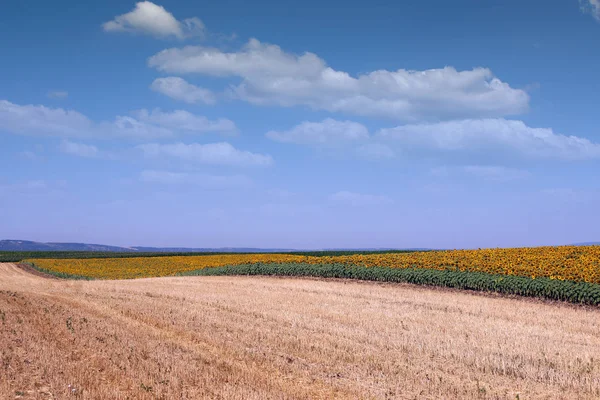 Sonnenblumen Feld Landschaft Landwirtschaft Sommersaison — Stockfoto