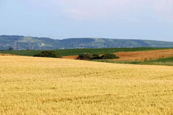 Campo Trigo Paisagem Agrícola Vojvodina Sérvia — Fotografia de Stock