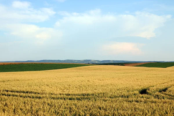 Vete Fält Landskapet Vojvodina Serbien — Stockfoto