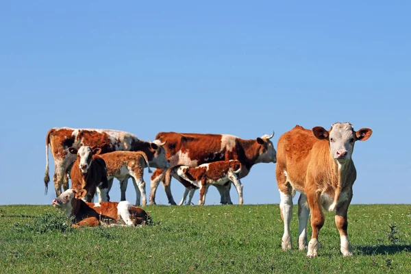 牛と牧草地に牛 — ストック写真