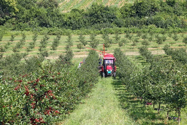 Cherry orchard farmers with tractor and harvesting machine agriculture