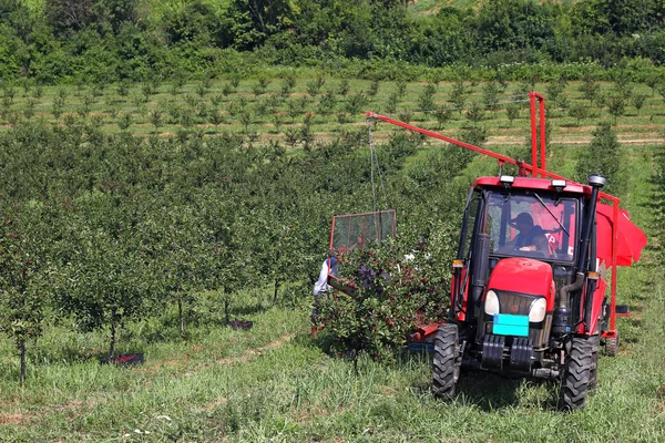 Cherry Orchard Farmers Tractor Harvesting Machine — Stock Photo, Image