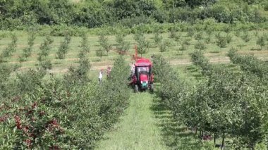 Vişne Bahçesi çiftçiler traktör ve hasat ile yaz sezonu makine
