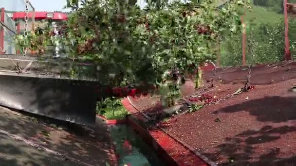 Machine Vibrator Harvesting Sweet Cherry Agriculture — Stock Video