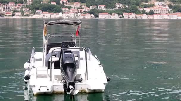 Seagull Stands Speedboat Kotor Bay Montenegro — Stock Video