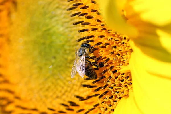 Bee Zonnebloem Zomerseizoen — Stockfoto