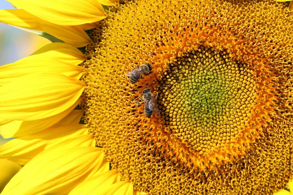 Bees Sunflower Summer Season — Stock Photo, Image