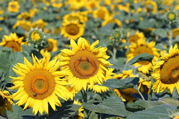 Feld Mit Sonnenblumen Und Bienen — Stockfoto