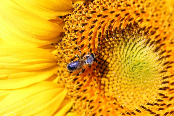 Bee Zonnebloem Macro Zomerseizoen — Stockfoto