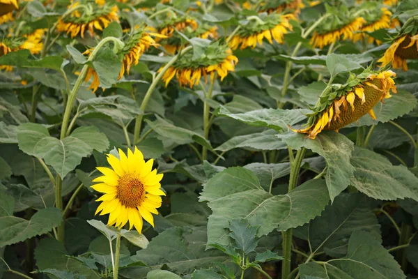 Heldere Gele Zonnebloem Zomerseizoen — Stockfoto