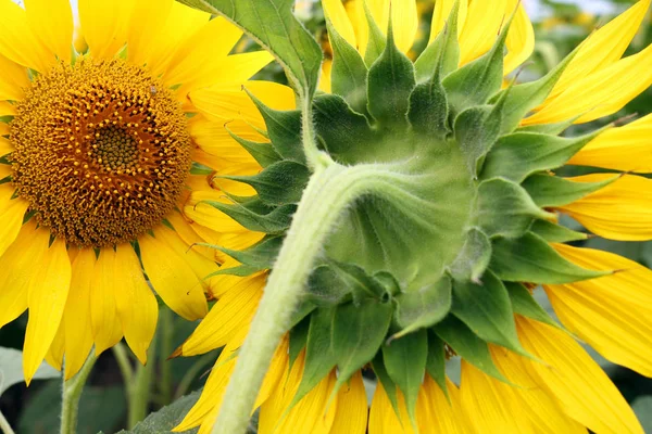 Sonnenblume Hautnah Landwirtschaft Sommersaison — Stockfoto