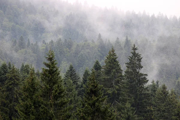 Forest Fog Autumn Season — Stock Photo, Image