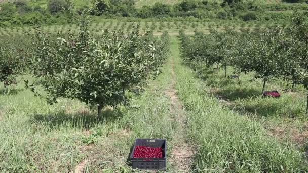 Frutteto Con Raccolta Ciliegie — Video Stock