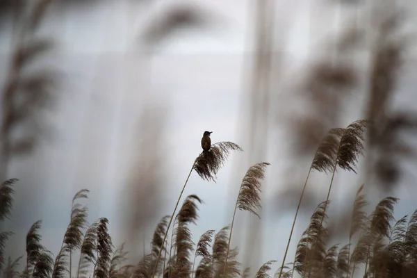 Маленький Птах Стоїть Тростині — стокове фото