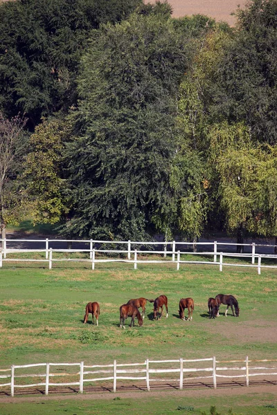 Pferdeherde Auf Dem Bauernhof — Stockfoto