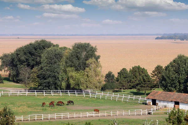 Rebanho Cavalos Fazenda Ensolarado Outono Dia Paisagem — Fotografia de Stock