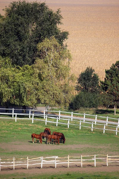 Pferdeherde Auf Bauernhof Sonniger Herbsttag — Stockfoto