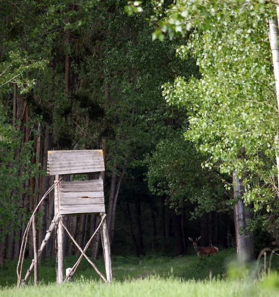 Hunting Hut Deer Forest — Stock Photo, Image